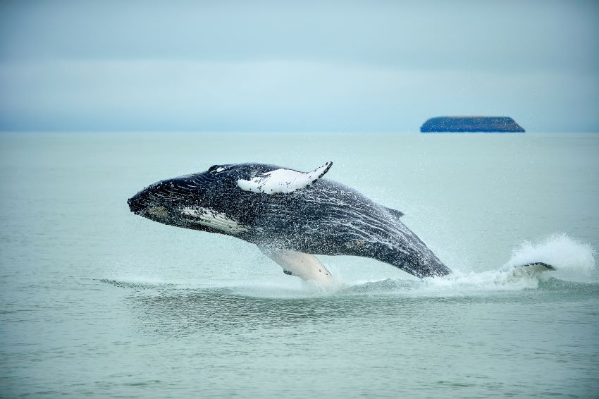 ballenas husavik1 12 días para conocer Islandia de punta a cabo